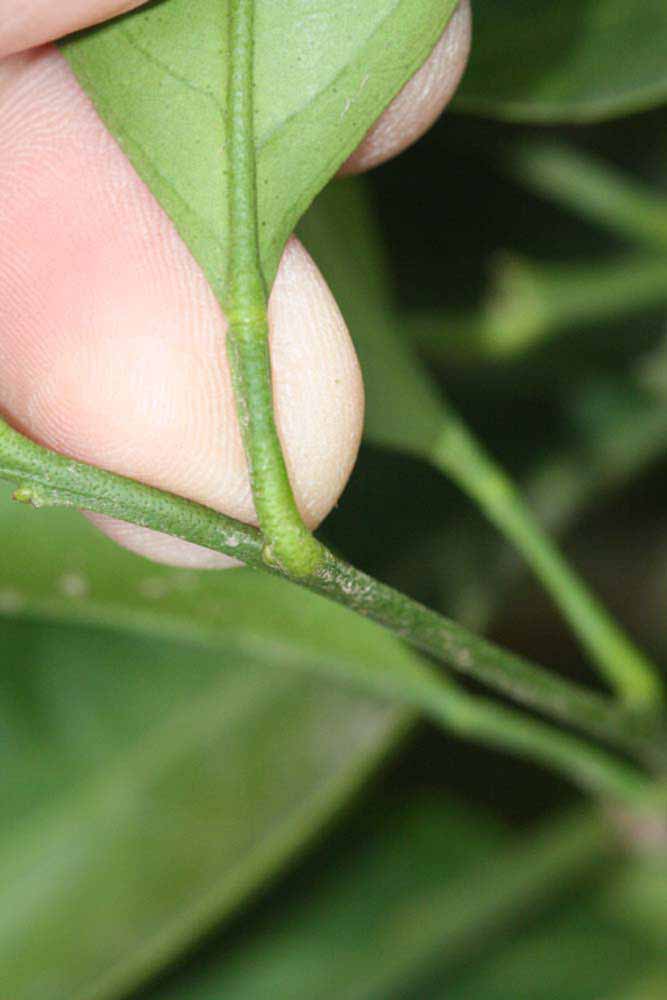              Petiole (Riverside, CA)       